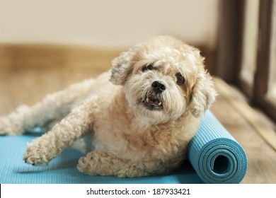 Dog On Yoga Mat