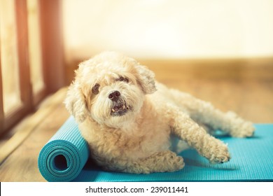 Dog On Yoga Mat