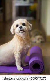 Dog On Yoga Mat