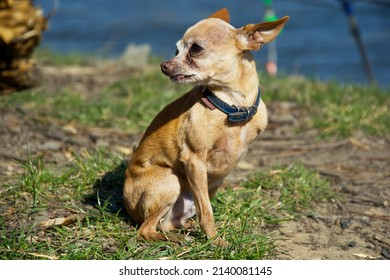 A Dog With One Leg Amputated