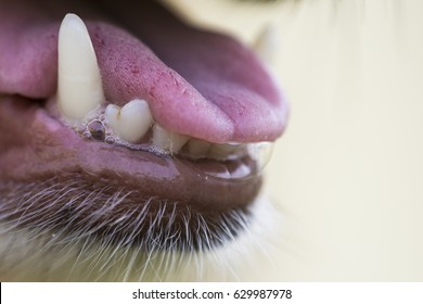 Dog With Open Mouth