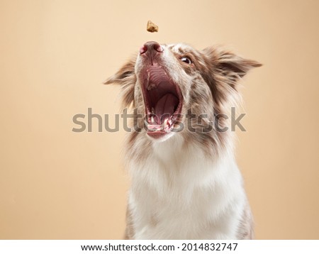 the dog with open mouth. expressive marble Border Collie. funny pet on on a beige background