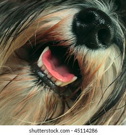 Dog With Open Mouth And Tongue