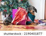 Dog opened all present under tree on Christmas Eve, sits next to wrappers with displeased muzzle. Impatient dachshund did not wait for arrival of guests and congratulations and opened all gift boxes