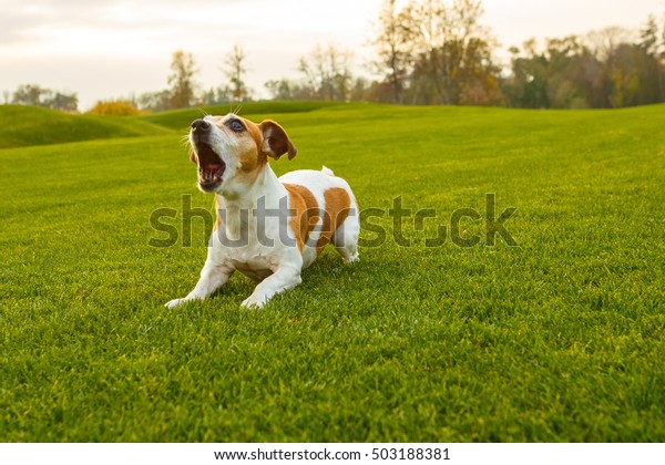 Dog with opened mouth (barking\
screaming, talking, complaining). NAtural  park\
background.