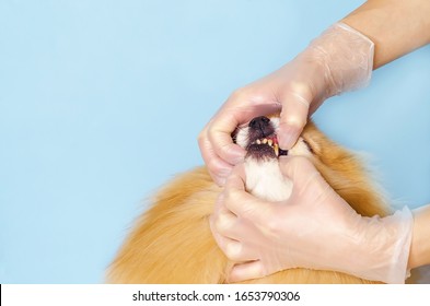 Dog oral and dental health of tooth decay, plaque, gingivitis and bad breath, Toothache of pets. Pomeranian, German Spitz in veterinary clinic. copy space