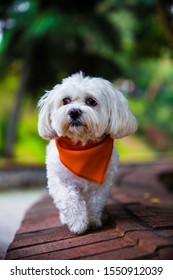Dog With An Orange Bandana 