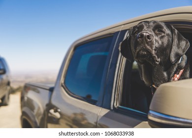 Dog Out Of Car Truck Window