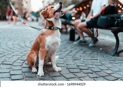 Dog Out For A Walk In The City