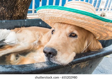 The Dog At Outdoor Pool In A Hot Summer, Shallow Focus.