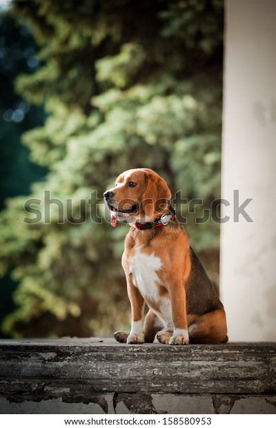 dog outdoors.
beagle