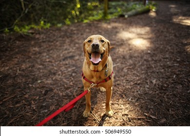 Dog Outdoors Hiking In Woods Mixed Breed Labrador Rescue Puppy On A Sunny Day In The Park