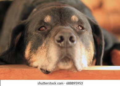 dog outside