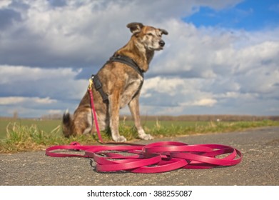 Dog Outside On A Long Leash