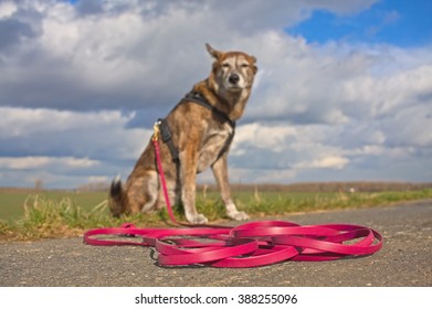 Dog Outside On A Long Leash