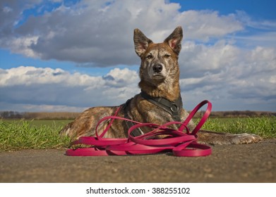 Dog Outside On A Long Leash