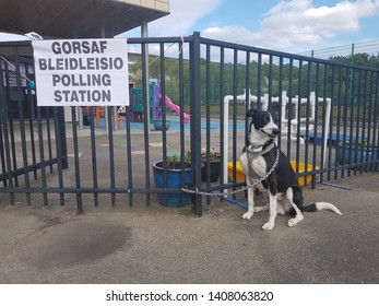Dog outside a school polling station in Wales UK