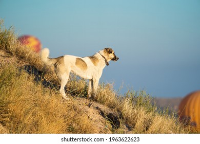 Dog Over The Mountain Looking The Hot Air Ballon