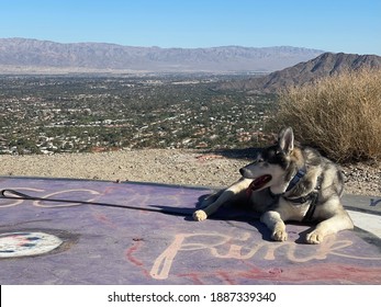 Dog Overlooking The Coachella Valley 