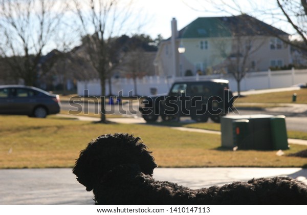 Dog\
Overlooking Suburban Neighborhood with car pulling\
in