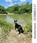 Dog overlooking water, Meramec river