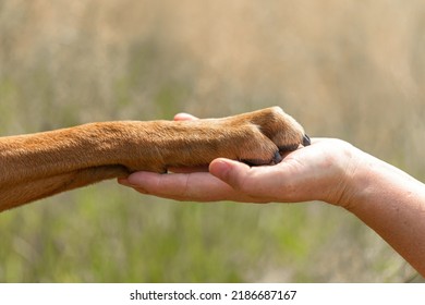 Dog and owner bond team scene: Close-up of a human hand holding a dog paw - Shutterstock ID 2186687167
