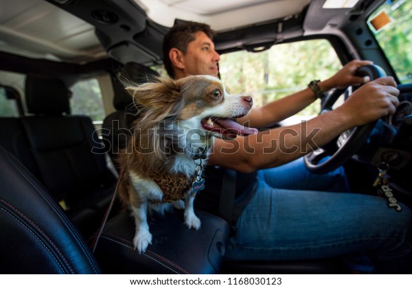 Dog with owner in a car trip. Monterey Nuevo Leon ,\
Mexico. August 25, 2018.