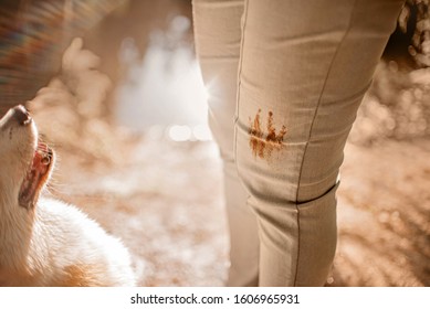 Dog Owner With A Dirty Paw Stain On Pants Outdoors