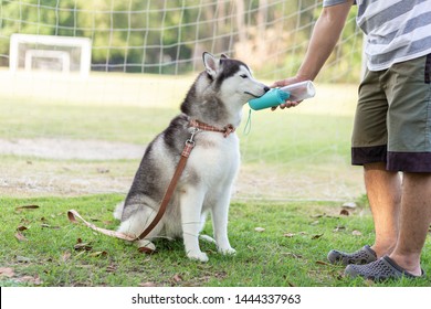 Dog Owner Give A Water For A Dog In The Park.