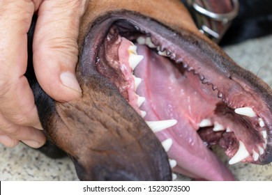 A Dog Owner, Handler Opening Doberman Jaw, Mouth And Inspecting Its Teeth.