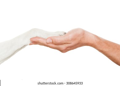 Dog And Owner Handshaking Or Shaking Hands  In A Perfect Balance,  Isolated On White Background