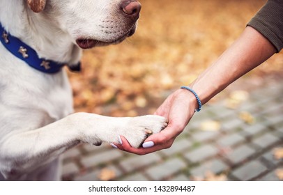 Dog Images, Stock Photos & Vectors | Shutterstock