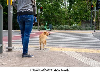 a dog with its owner at a pedestrian crossing, the dog is waiting at the red light. The dog was led by the owner waiting at a traffic light to cross the road at a crosswalk. Guide dog.
