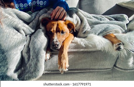 Dog And Owner Snuggling On Sofa With Blanket Shepherd Puppy Snuggles With Human On Couch Looking Sleepy
