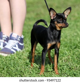 Dog With Its Owner Standing On The Grass