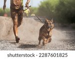 Dog and its owner taking part in a popular canicross race. Canicross dog mushing race. Outdoor sport activity. The German Shepherd together with the owner. Obstacle course for dogs and runners