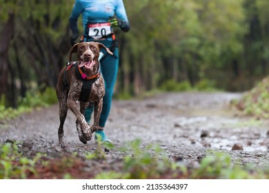Dog and its owner taking part in a popular canicross race. Canicross dog mushing race - Shutterstock ID 2135364397
