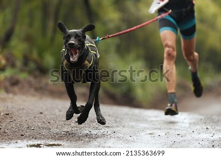 Dog and its owner taking part in a popular canicross race. Canicross dog mushing race Stock photo © 