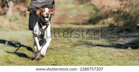 Dog and its owner taking part in a popular canicross race. Canicross dog mushing race. Spring outdoor sport activity Stock photo © 