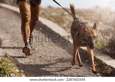 Dog and its owner taking part in a popular canicross race. Canicross dog mushing race. Outdoor sport activity. The Belgian Malinois together with the owner. Obstacle course for dogs and runners Stock photo © 