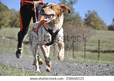 Dog and its owner taking part in a popular canicross race Stock photo © 