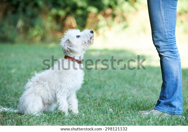 Dog Owner Teaching Pet
Lurcher To Sit