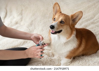 dog owner trims the nails of his pet red welsh corgi pembroke, Trimming dog claws. Dog's claw being trimmed with special scissors