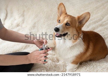 dog owner trims the nails of his pet red welsh corgi pembroke, Trimming dog claws. Dog's claw being trimmed with special scissors Foto d'archivio © 
