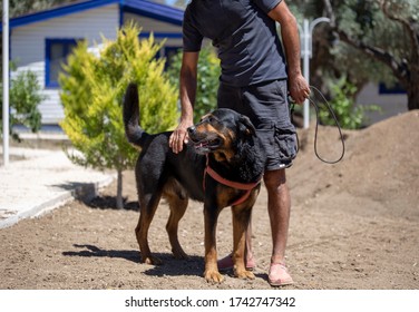 Dog And Owner. A View Of Rottweiler.