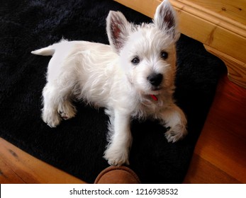 Dog Ownership: West Highland White Terrier Westie Puppy On Mat Looking At Owner Indoors