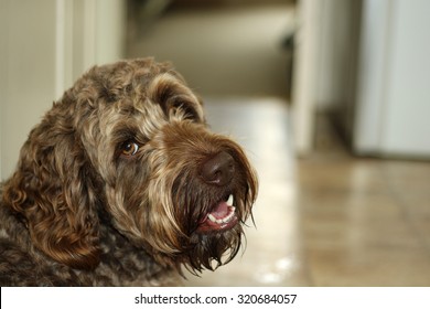 Dog panting
