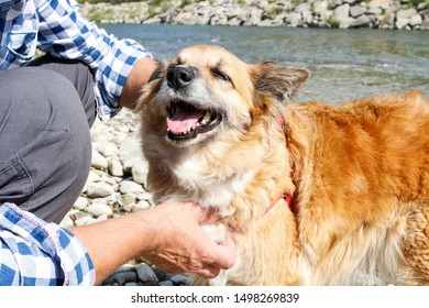 Dog Is Panting At The Beach, It's Too Hot For Him.