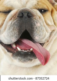 Dog Panting - Close Up Of English Bulldog With Tongue Out Panting