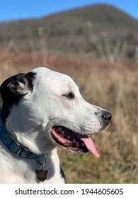 Dog Panting In Front Of Mountain